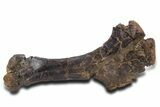 Juvenile Theropod Dinosaur (Allosaurus) Humerus - Wyoming #360962-1
